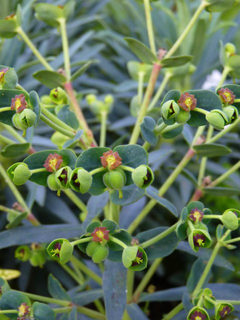 Euphorbia characias 'Blue Wonder' fleur
